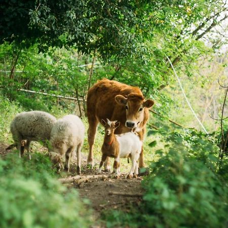 Domus Agricolae Corallina ตอร์เรเดลเกรโค ภายนอก รูปภาพ