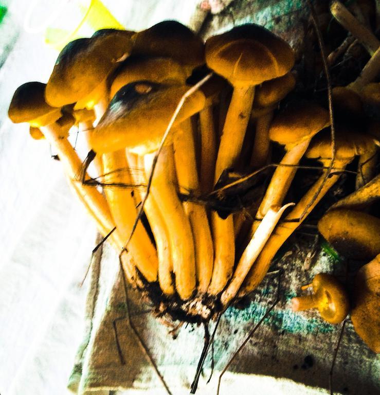 Domus Agricolae Corallina ตอร์เรเดลเกรโค ภายนอก รูปภาพ