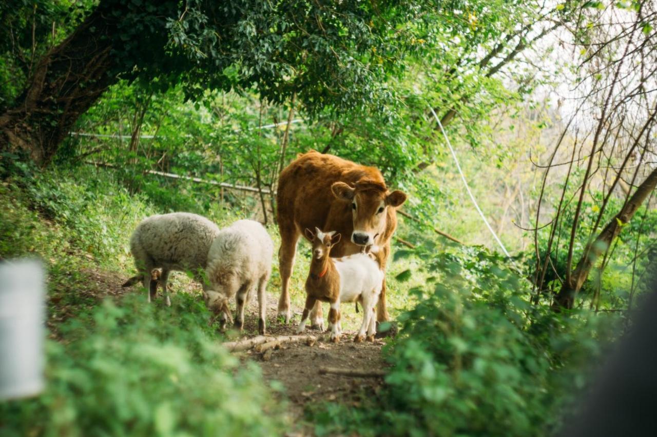 Domus Agricolae Corallina ตอร์เรเดลเกรโค ภายนอก รูปภาพ