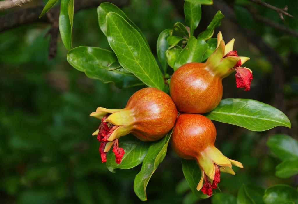 Domus Agricolae Corallina ตอร์เรเดลเกรโค ภายนอก รูปภาพ
