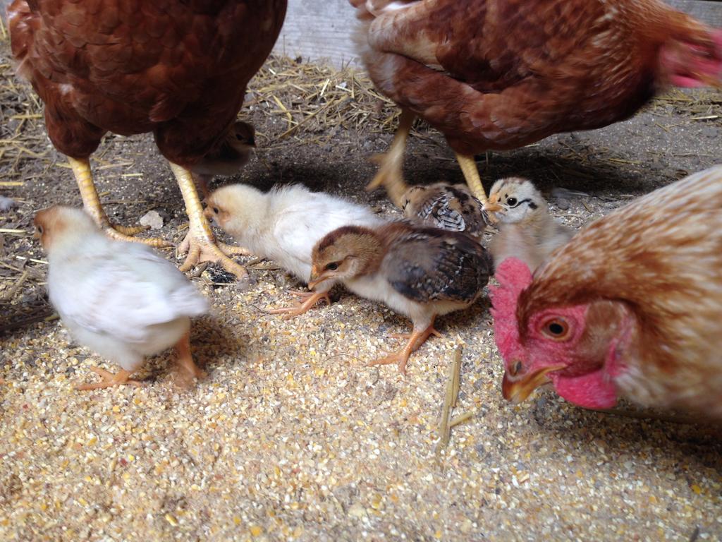 Domus Agricolae Corallina ตอร์เรเดลเกรโค ภายนอก รูปภาพ